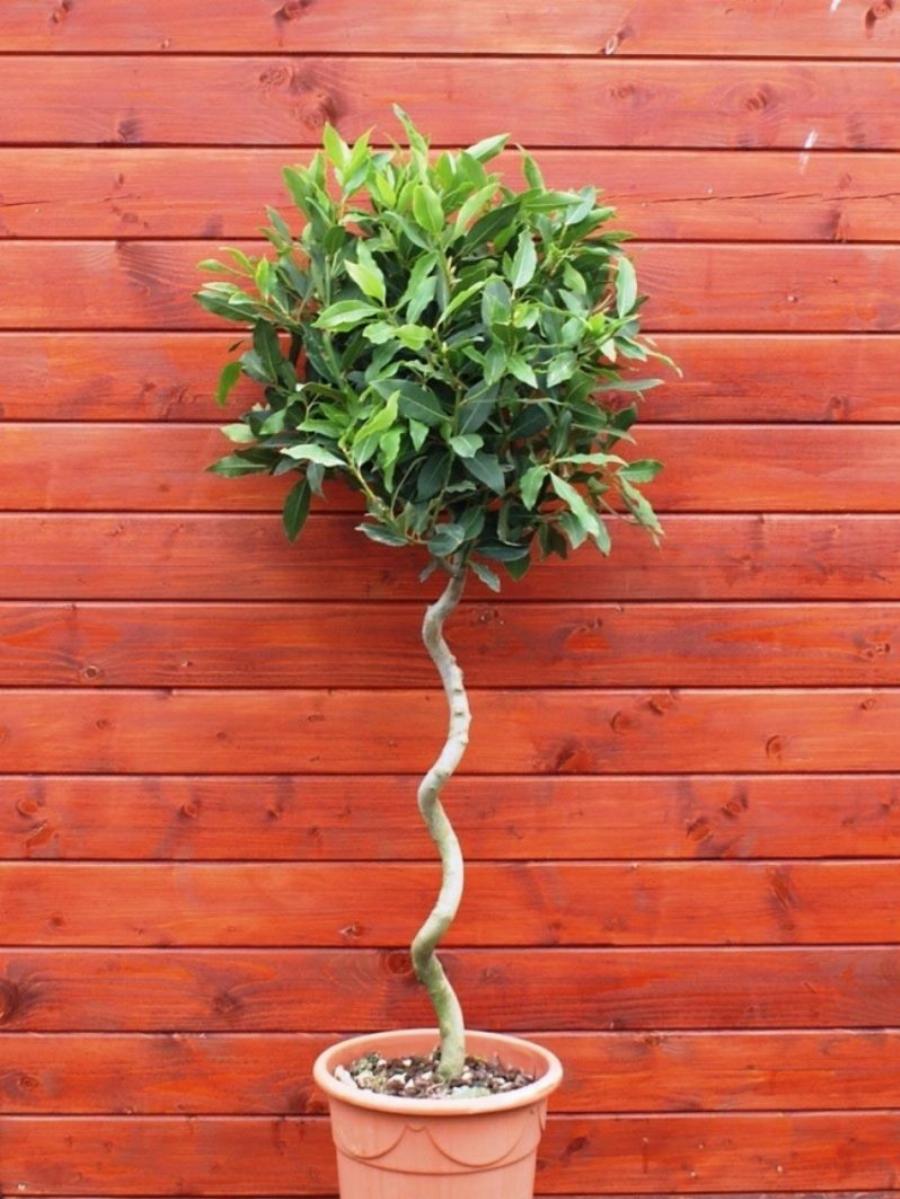 Φυτά εσωτερικού χώρου: Τα 10 φυτά για καθαρή ατμόσφαιρα και για τη σωστή υγρασία στο σπίτι σας