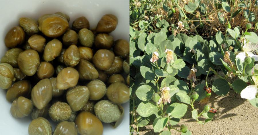 Κάππαρη: Σταματά τη διάρροια, θεραπεύει τα σπυράκια, βοηθά στην πρόληψη της τριχόπτωσης και επιβραδύνει τη διαδικασία γήρανσης