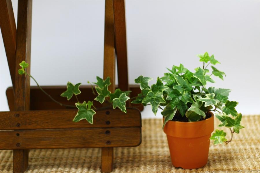 Φυτά εσωτερικού χώρου: Τα 10 φυτά για καθαρή ατμόσφαιρα και για τη σωστή υγρασία στο σπίτι σας