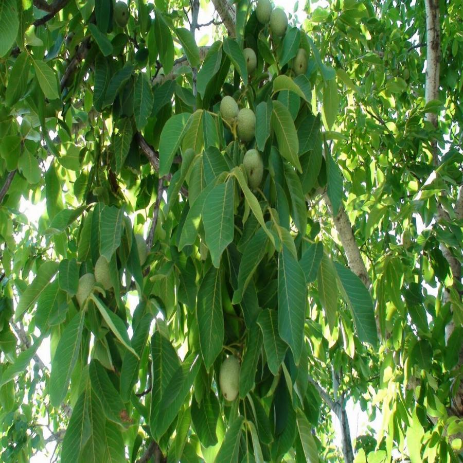 Καρύδια: Ο θησαυρός των Ω3 λιπαρών οξέων, η προστασία στην καρδιά και η απόλυτη τροφή για τον εγκέφαλο