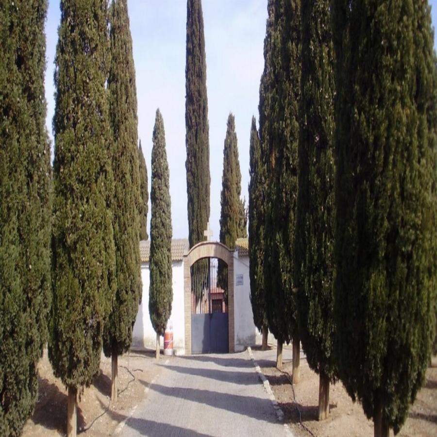 Γιατί στα νεκροταφεία φυτεύουν κυπαρίσσια – Η απάντηση της εκκλησίας