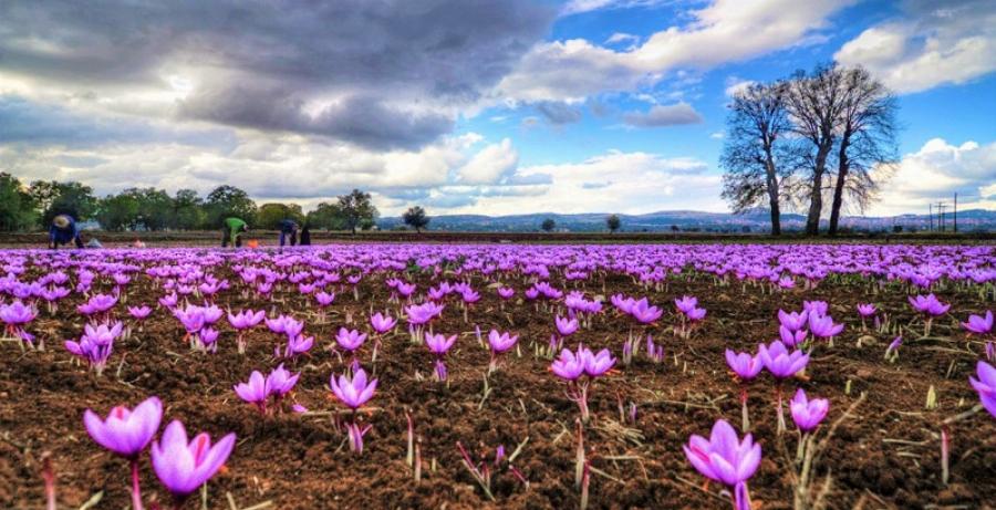 Κρόκος Κοζάνης: Το φάρμακο για τον στομαχόπονο, οι αντικαταθλιπτικές ιδιότητες και η αντιθρομβωτική του δράση