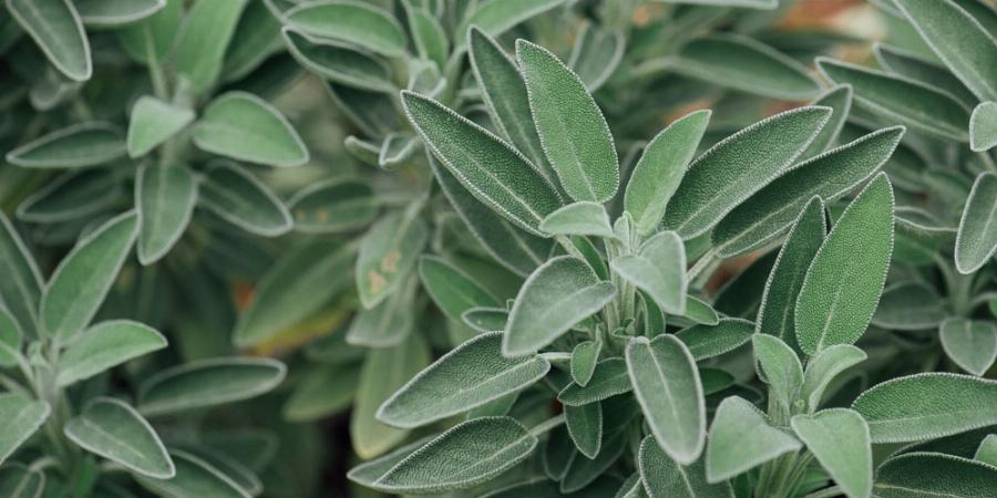 Φασκόμηλο: Το «τσάι της Ελλάδας», η αντιβιοτική του δράση, η επίδραση στον εγκέφαλο και η μείωση του σακχάρου