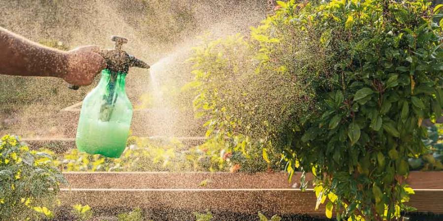 Λευκό ξύδι: Αυτά είναι τα 9 οφέλη από την καθημερινή του χρήση στον κήπο και στα φυτά σας