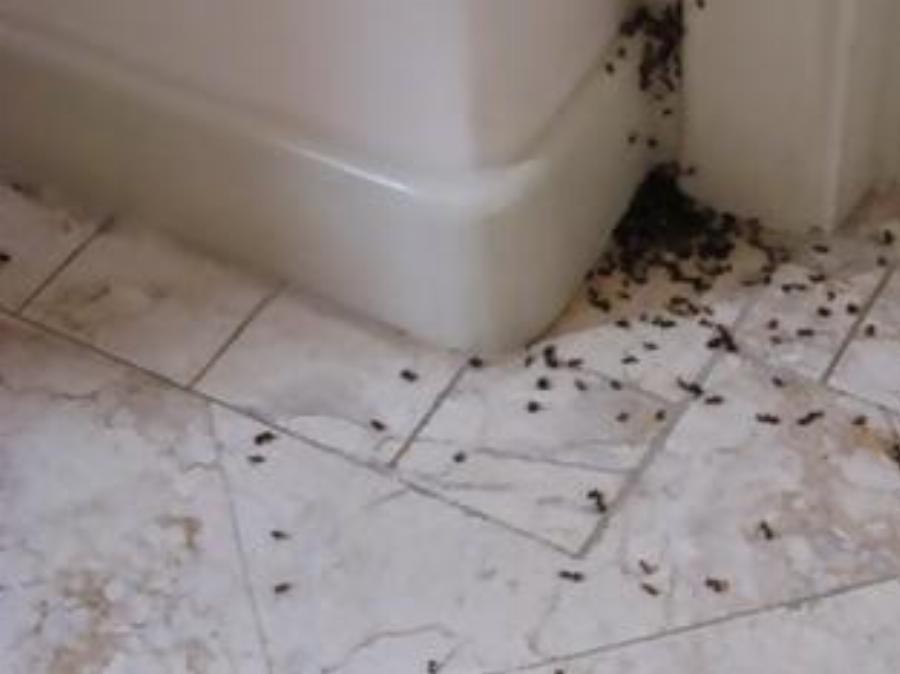 Μυρμήγκια στο σπίτι: Έξυπνα κόλπα για να τα εξαφανίσετε μία για πάντα από το σπίτι και τη βεράντα σας