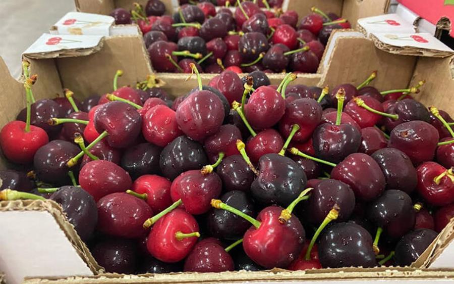 Κεράσια: Κάνουν καλό στην καρδιά, σε κάνουν να κοιμάσαι καλύτερα, βελτιώνουν την όρασή σου και προλαμβάνουν τον καρκίνο