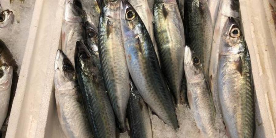 Κολιός: Απομακρύνουν τον κίνδυνο εμφράγματος και μειώνουν τον κίνδυνο θανάτου από καρδιακές αρρυθμίες