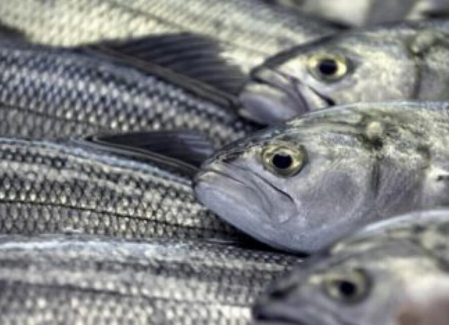 Ψάρια προς αποφυγή: 9 ψάρια που δεν πρέπει να καταναλώνουμε
