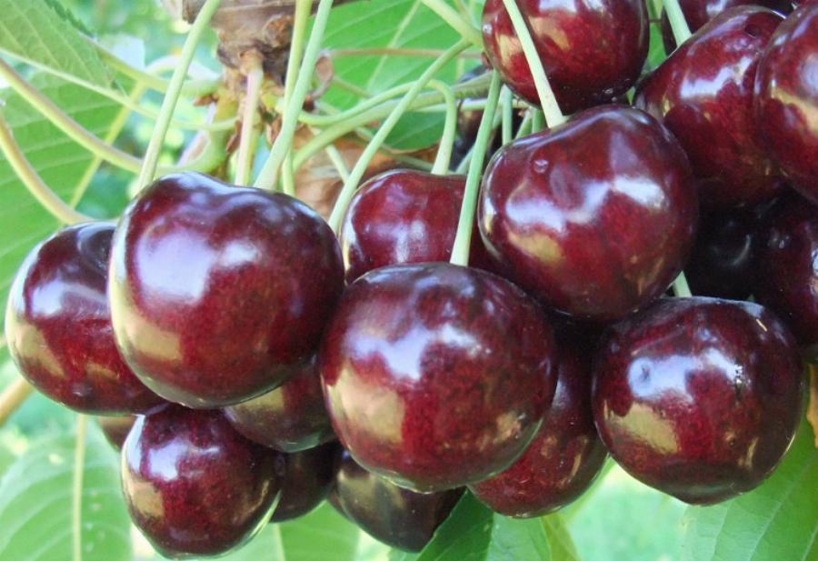 Κεράσια: Κάνουν καλό στην καρδιά, σε κάνουν να κοιμάσαι καλύτερα, βελτιώνουν την όρασή σου και προλαμβάνουν τον καρκίνο
