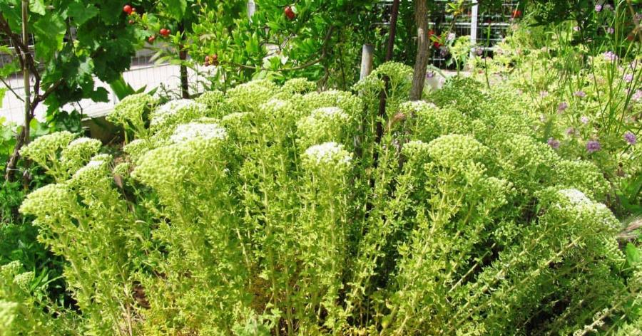 Ρίγανη: Το θαυματουργό βότανο για τους πονοκεφάλους, πηγή αντιοξειδωτικών και το θεραπευτικό λάδι για την ακμή