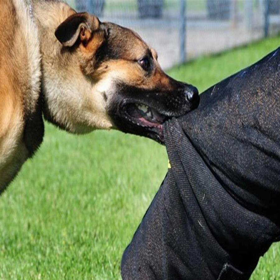 Επίθεση από αδέσποτο σκύλο: Τι ακριβώς πρέπει να κάνεις, αν που σου επιτεθεί σκύλος