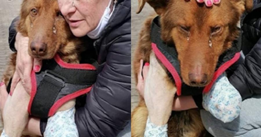 Σκύλος χωρίς μπροστινά πόδια: Προκαλεί συγκίνηση όταν κλαίει μόλις νιώθει αγάπη και φροντίδα