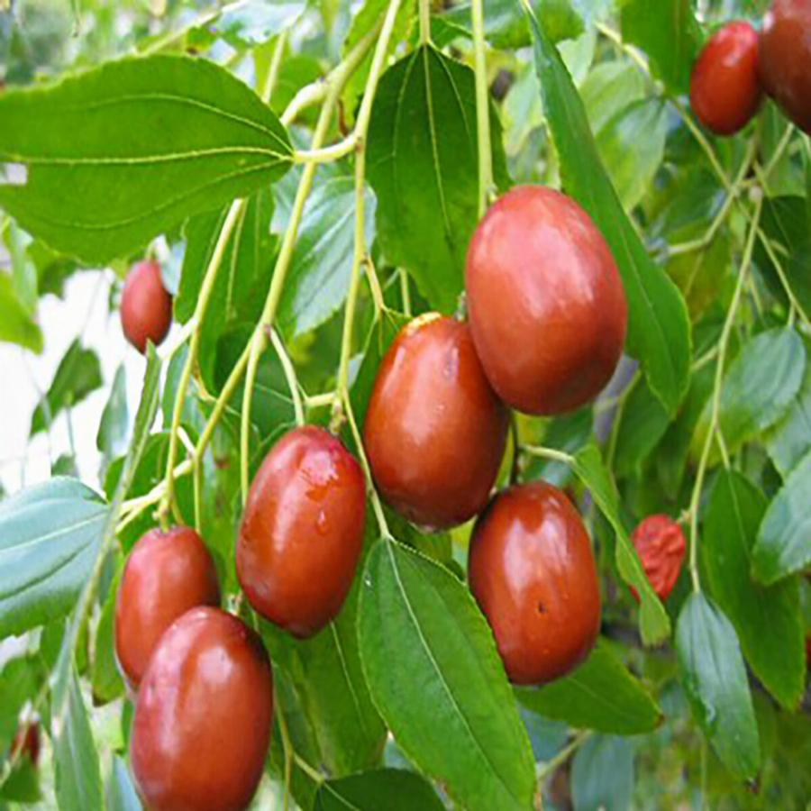 Τζιτζιφιά: Οι θεραπευτικές ιδιότητες, το φάρμακο για την αϋπνία και η δύναμη στο ανοσοποιητικό