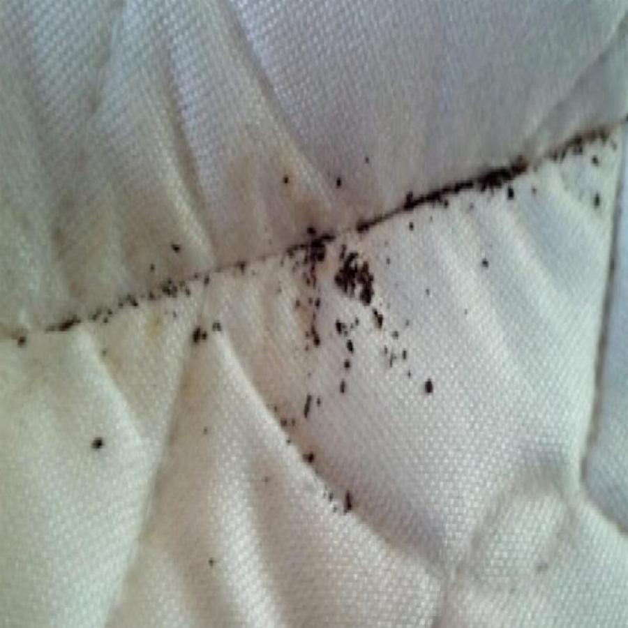 Κοριοί: Βρίσκονται σε στρώματα, ρούχα και κρεβάτια – Πως θα τους καταλάβετε και τι να κάνετε για να τους εξαφανίσετε