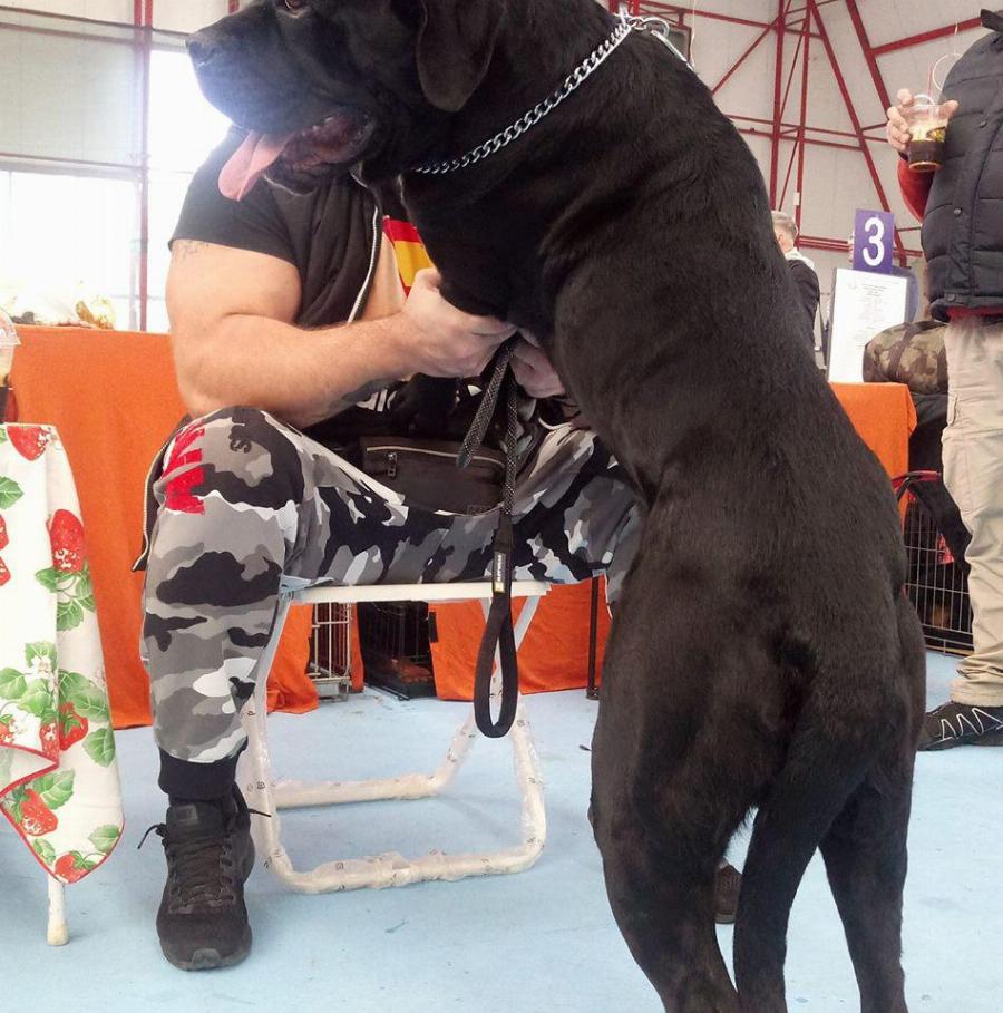 Βασίλης Σεμερτζίδης: Το «θηρίο» του Ιβάν Σαββίδη, που ζυγίζει 165 κιλά και τον αποκαλούν βουνό του προέδρου