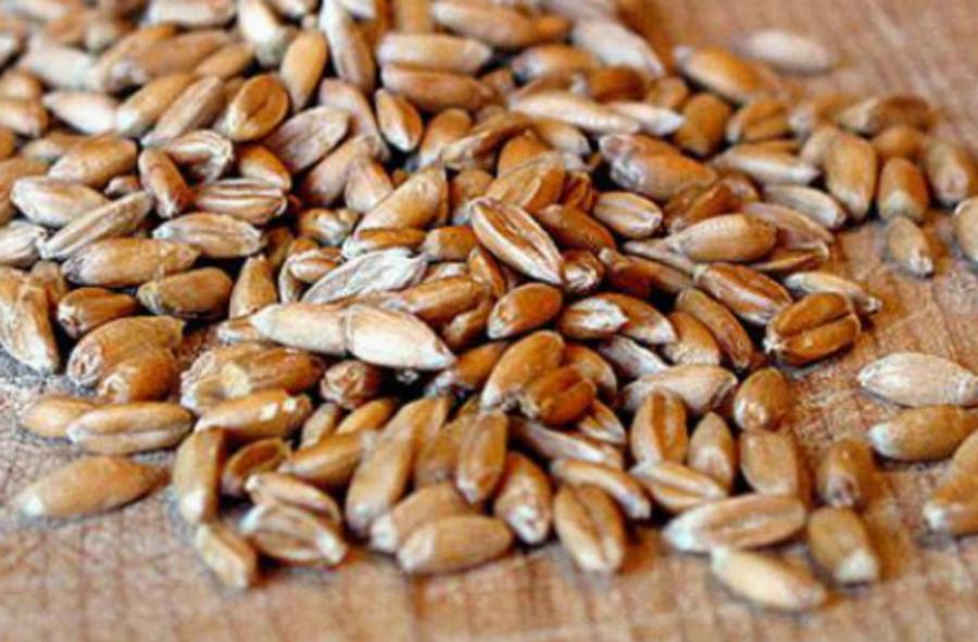 Ζέα: Τι είναι και ο λόγος που απαγορεύτηκε στην Ελλάδα