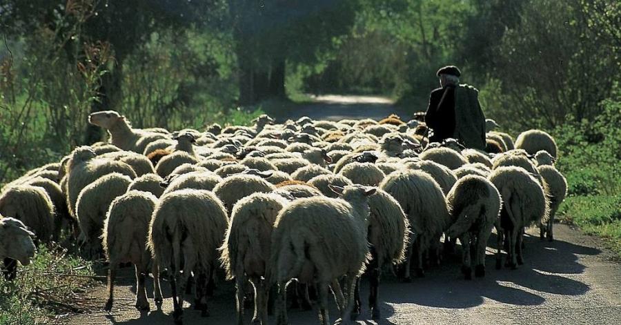 Η ιστορία του τσομπάνου που πήγε στον Παράδεισο
