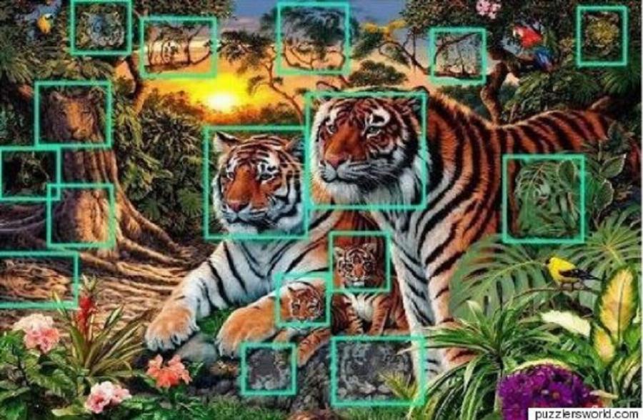 Πόσες τίγρεις βλέπετε; Η εικόνα που έχει μπερδέψει χιλιάδες χρήστες του διαδικτύου