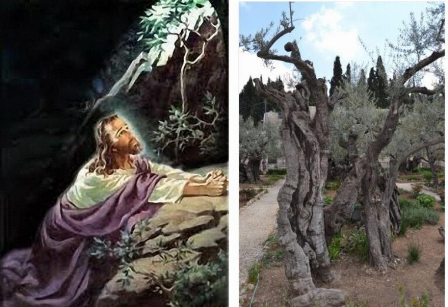 Ιησούς Χριστός: Αυτός είναι ο ιερός τόπος, που προσευχήθηκε για τελευταία φορά, πριν την μαρτυρική σταύρωση