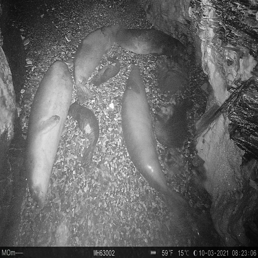 Αλόννησος: Εικόνες από τα 22 νεογέννητα φωκάκια στα σπήλαια του νησιού