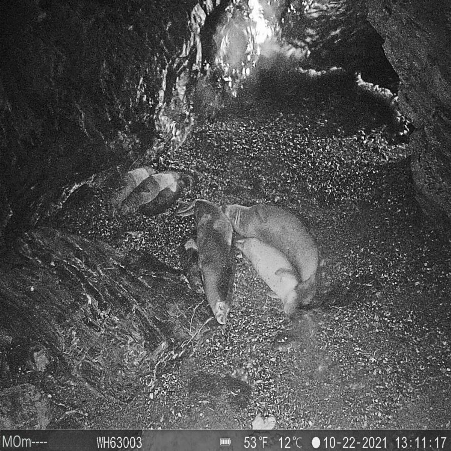 Αλόννησος: Εικόνες από τα 22 νεογέννητα φωκάκια στα σπήλαια του νησιού