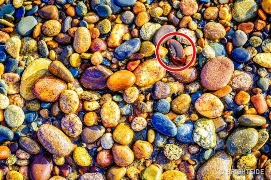 Έντεκα δύσκολα τεστ για παρατηρητικούς ανθρώπους που λίγοι καταφέρνουν να τα βρούνε όλα