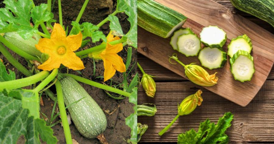 Κολοκυθάκια: Πλούσια σε βιταμίνες και αντιοξειδωτικά – Μεγάλη προστασία για την όραση και τον προστάτη