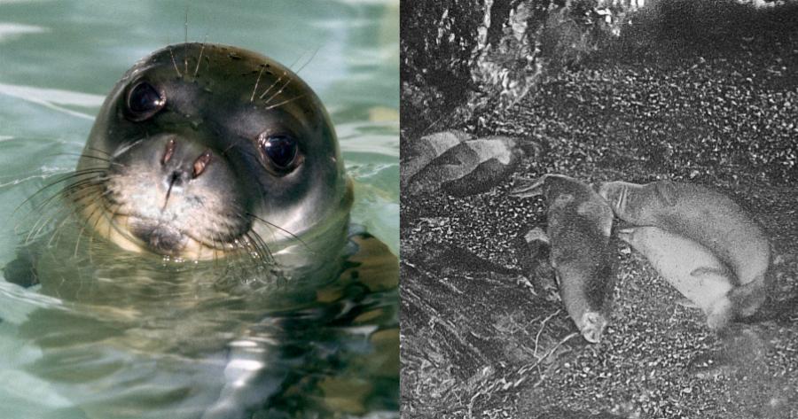 Αλόννησος: Εικόνες από τα 22 νεογέννητα φωκάκια στα σπήλαια του νησιού