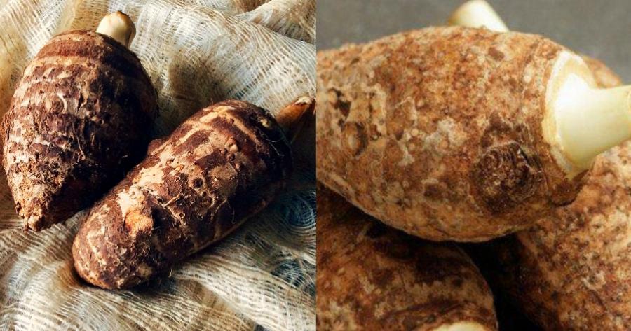 Μυστική υπερτροφή Ικαρίας: Το θαυματουργό φυτό που είναι ένα από τα μυστικά της μακροζωίας