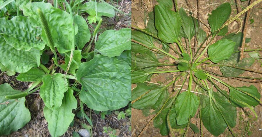 Το «φύλλο» της γιαγιάς: Η ασπίδα προστασίας για τον βήχα και το άσθμα – Πλούσιο σε βιταμίνη Β1 και βιταμίνη C