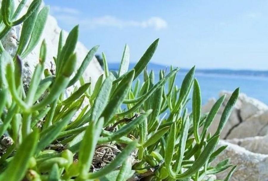 Κρίταμο: Οι ευεργετικές του ιδιότητες, τα ανεκτίμητα οφέλη και η προσοχή που πρέπει να δώσετε κατά την κατανάλωση