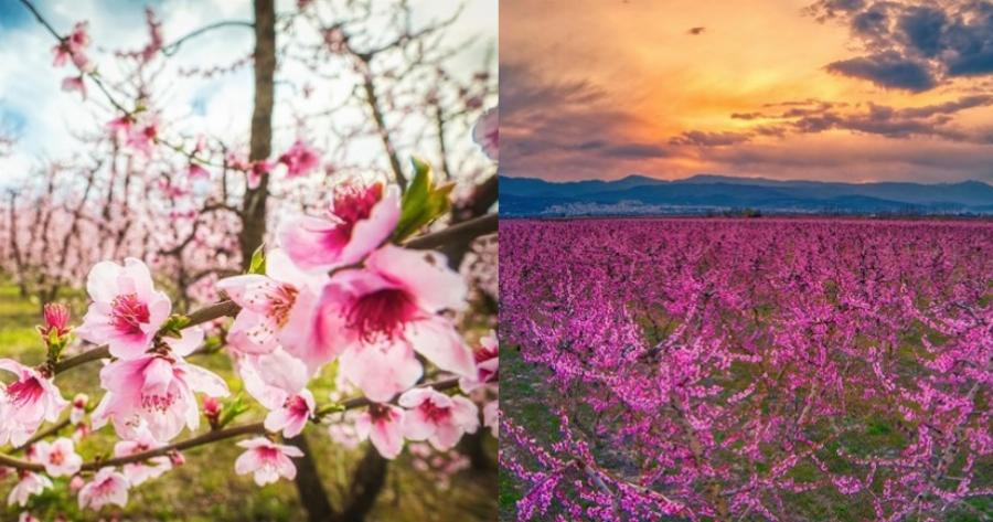 Άνθισαν και φέτος οι ροδακινιές της Βέροιας: Βάφτηκε ροζ ο εύφορος κάμπος της Ημαθίας