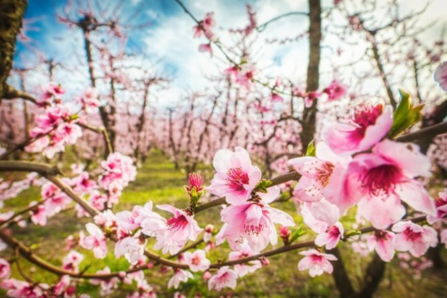 Άνθισαν και φέτος οι ροδακινιές της Βέροιας: Βάφτηκε ροζ ο εύφορος κάμπος της Ημαθίας