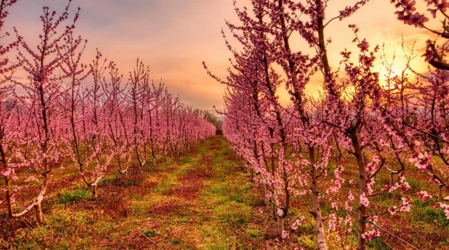 Άνθισαν και φέτος οι ροδακινιές της Βέροιας: Βάφτηκε ροζ ο εύφορος κάμπος της Ημαθίας