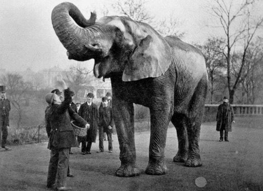 Ντάμπο το ελεφαντάκι: Το τραγικό τέλος του αλκοολικού ελέφαντα που βασανίστηκε και κακοποιήθηκε