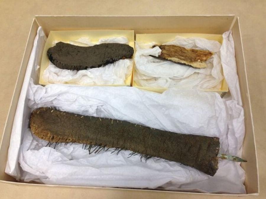 Ντάμπο το ελεφαντάκι: Το τραγικό τέλος του αλκοολικού ελέφαντα που βασανίστηκε και κακοποιήθηκε