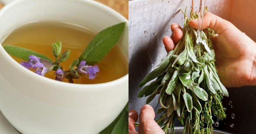 Φασκόμηλο: Βελτιώνει τη μνήμη, διευκολύνει τη χώνεψη, επιταχύνει την κυκλοφορία, δρα κατά του σακχάρου και της διάρροιας