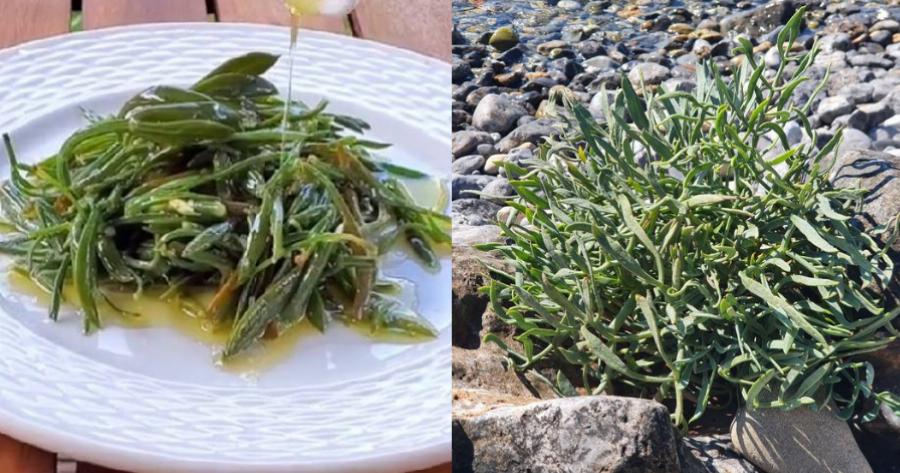 Κρίταμο: Οι ευεργετικές του ιδιότητες, τα ανεκτίμητα οφέλη και η προσοχή που πρέπει να δώσετε κατά την κατανάλωση