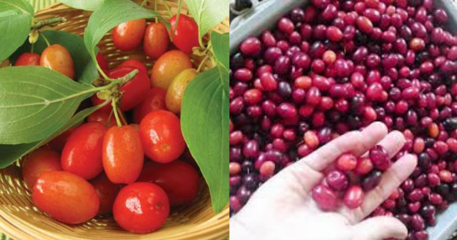 Κράνα: Η ελληνική υπερτροφή των Αρχαίων, που περιέχει ισχυρά αντιοξειδωτικά, καταπολεμά πολλές παθήσεις και περιέχουν μηδενικά λιπαρά