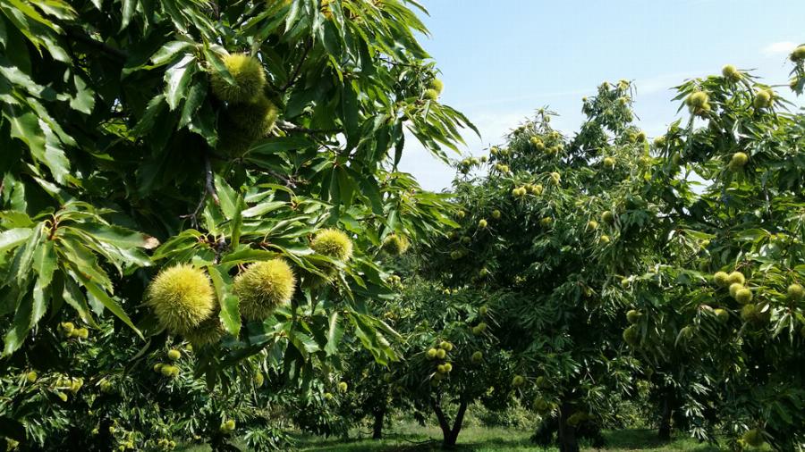 Κάστανα: Ο διατροφικός θησαυρός για λιπαρά οξέα, βιταμίνη C και κάλιο, η μείωση της «κακής» χοληστερόλης και το κόλπο για το καθάρισμα τους