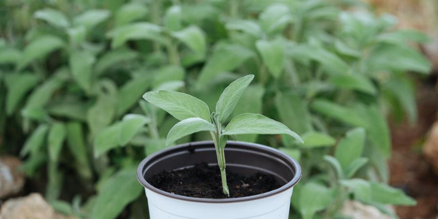 Φασκόμηλο: Βελτιώνει τη μνήμη, διευκολύνει τη χώνεψη, επιταχύνει την κυκλοφορία, δρα κατά του σακχάρου και της διάρροιας