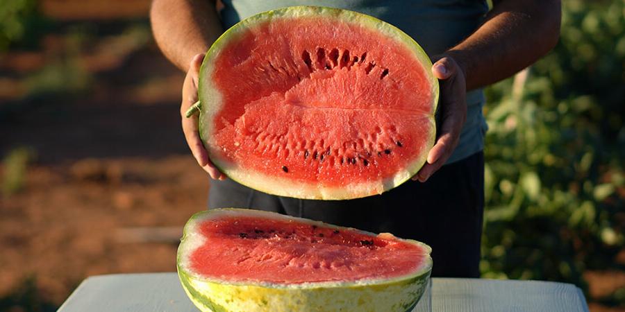 Καρπούζι: Ανακουφίζει από καούρες, μειώνει τις φλεγμονές, δρα κατά δυσκοιλιότητας, βοηθά στην ακμή του προσώπου και στις μυκητιάσεις