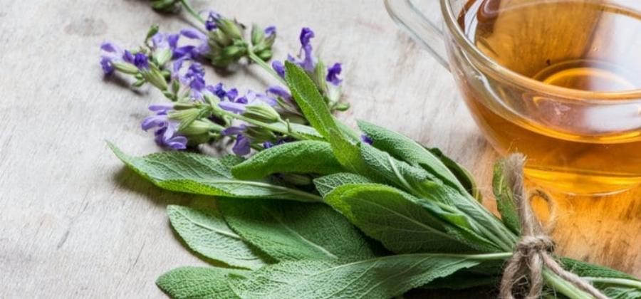 Φασκόμηλο: Βελτιώνει τη μνήμη, διευκολύνει τη χώνεψη, επιταχύνει την κυκλοφορία, δρα κατά του σακχάρου και της διάρροιας