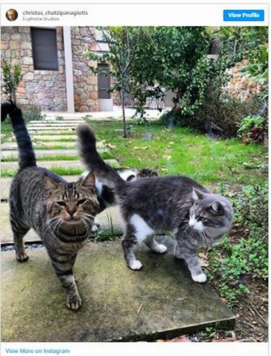 Βίκυ Σταυροπούλου-Χρήστος Χατζηπαναγιώτης: Το μαγευτικό κτήμα στη Μάνη με τον παραδεισένιο κήπο