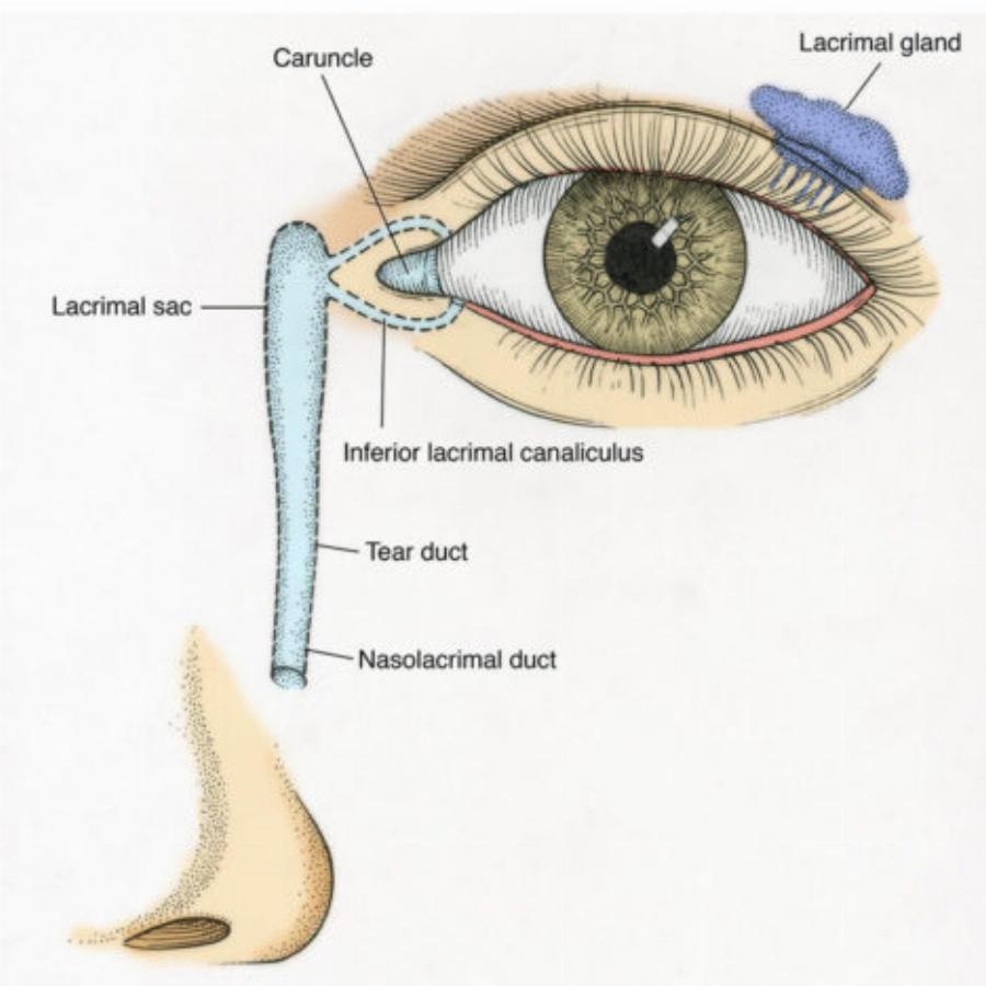 Επτά αυτοάνοσα νοσήματα που εμφανίζονται συχνότερα στις γυναίκες