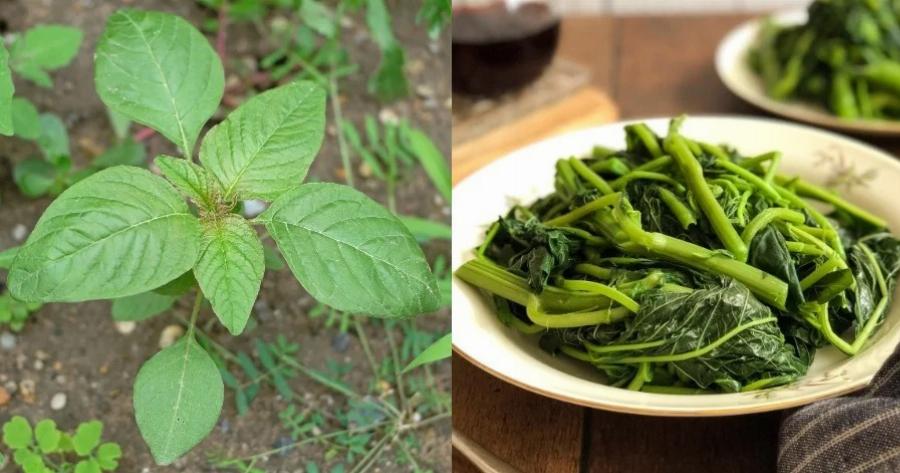 Χόρτα βλίτα: Έχουν ισχυρή αντιοξειδωτική και αντιφλεγμονώδη δράση, δρουν κατά της δυσκοιλιότητας και ενισχύουν το ανοσοποιητικό