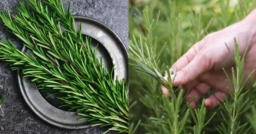 Ποιο είναι το “μαγικό βότανο” που διώχνει το άγχος, τονώνει τη μνήμη και την άμυνα;