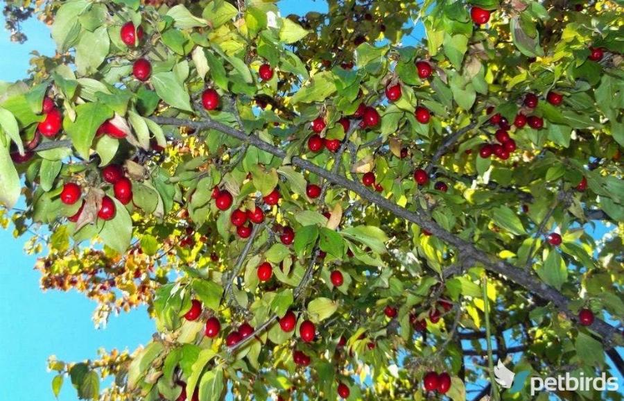 Κράνα: Η ελληνική υπερτροφή των Αρχαίων, που περιέχει ισχυρά αντιοξειδωτικά, καταπολεμά πολλές παθήσεις και περιέχουν μηδενικά λιπαρά