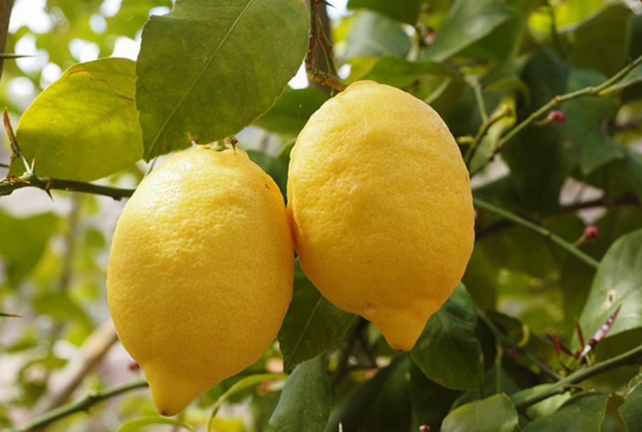 Λεμόνι: Διατροφικός θησαυρός για βιταμίνη C και κάλιο – Φάρμακο για το κρύωμα και το συκώτι