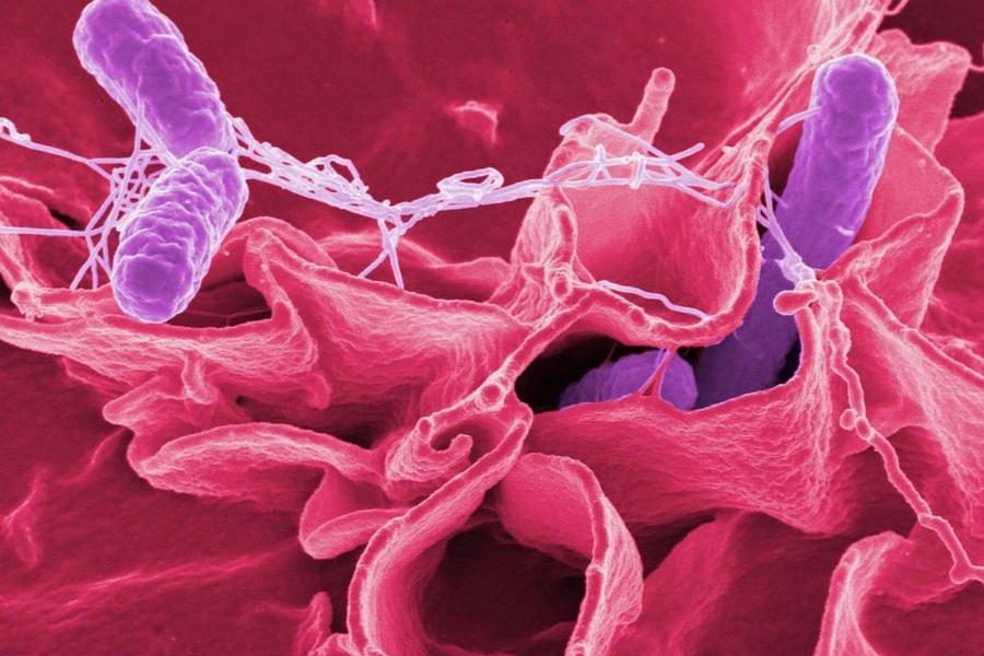 Συναγερμός σε όλη την Ευρώπη για τα κρούσματα σαλμονέλας από σοκολατένια αυγά Kinder Surprise